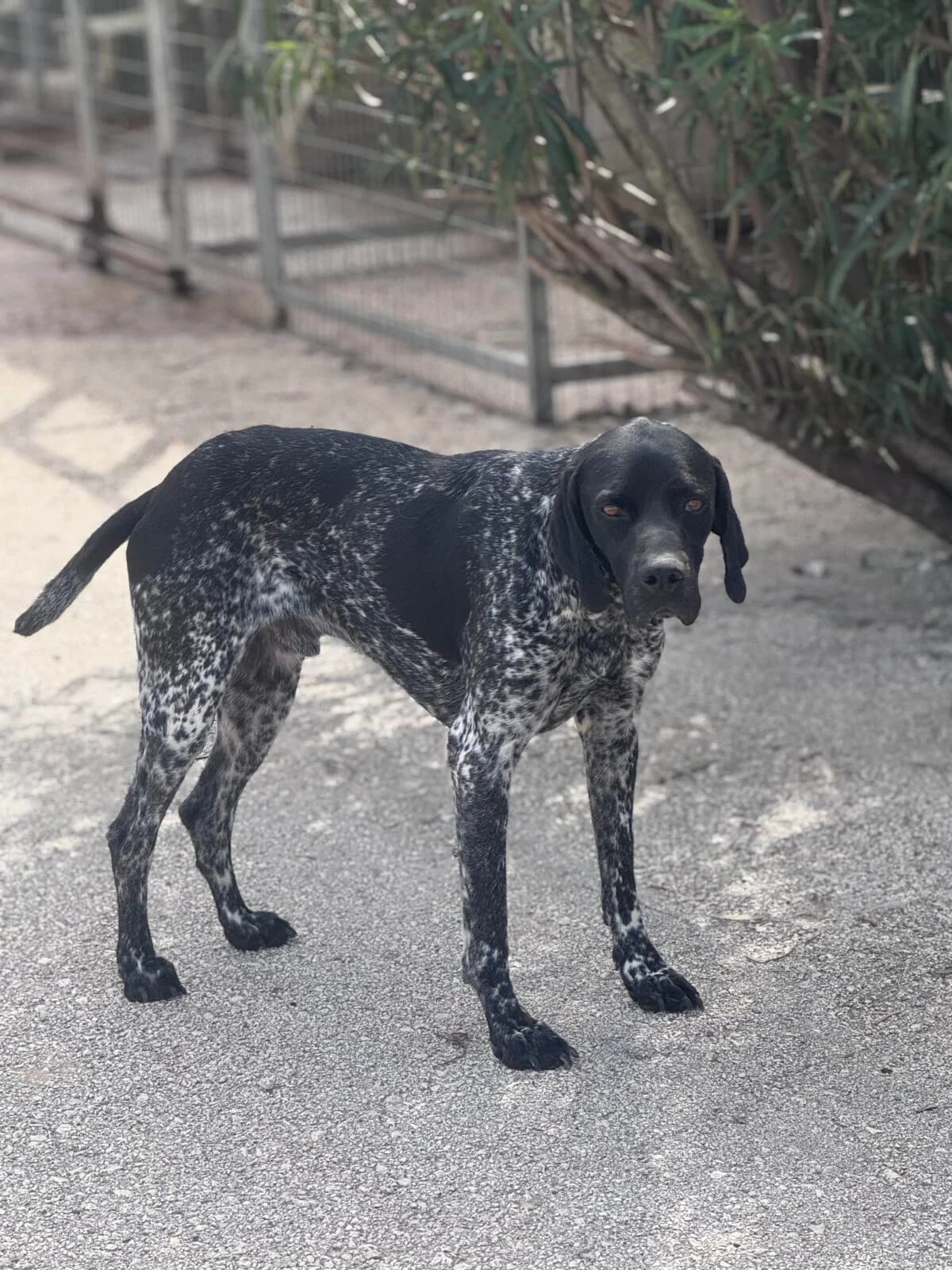 Kronos, male 4yo Pointer for adoption at Paradies für Tiere e.V., Reutlingen