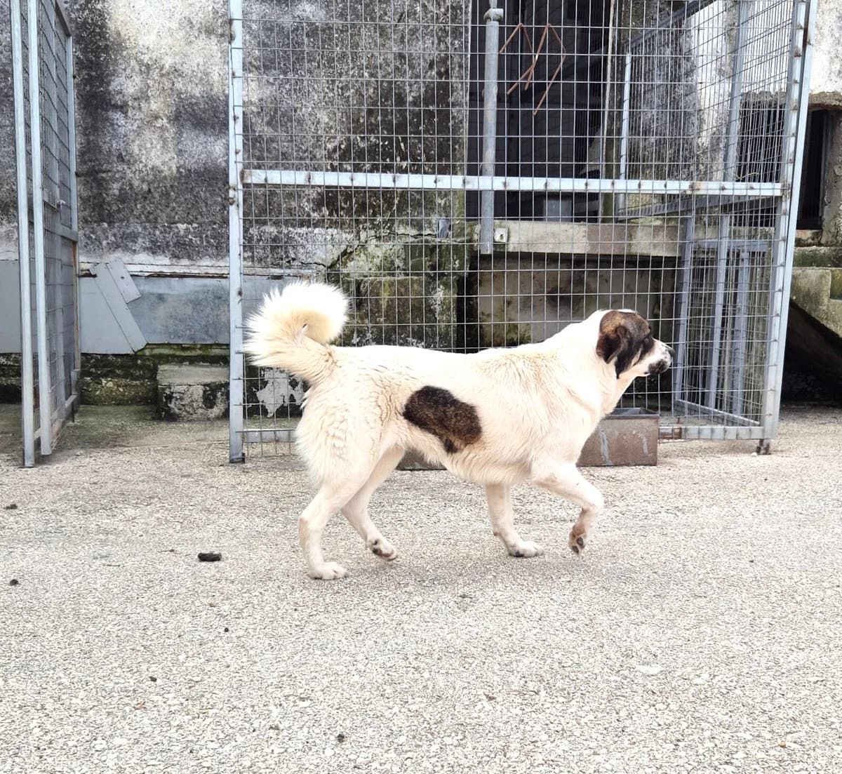 Lexa, female Mixed Breed for adoption at Paradies für Tiere e.V.