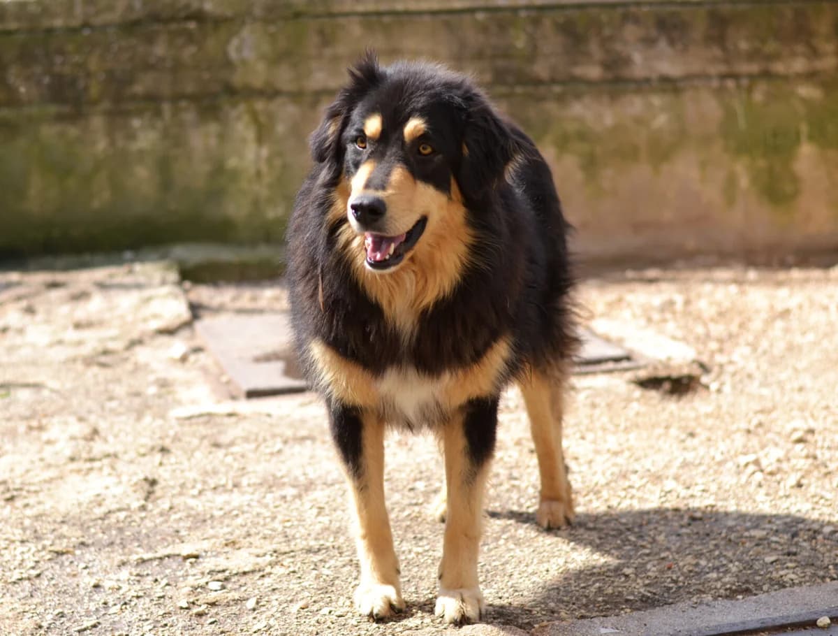 Lisa, female young Mixed Breed for adoption at Paradies für Tiere e.V., Reutlingen
