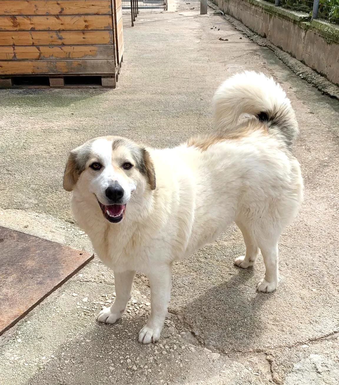 Liza, female 4yo German Shepherd for adoption at Paradies für Tiere e.V., Reutlingen
