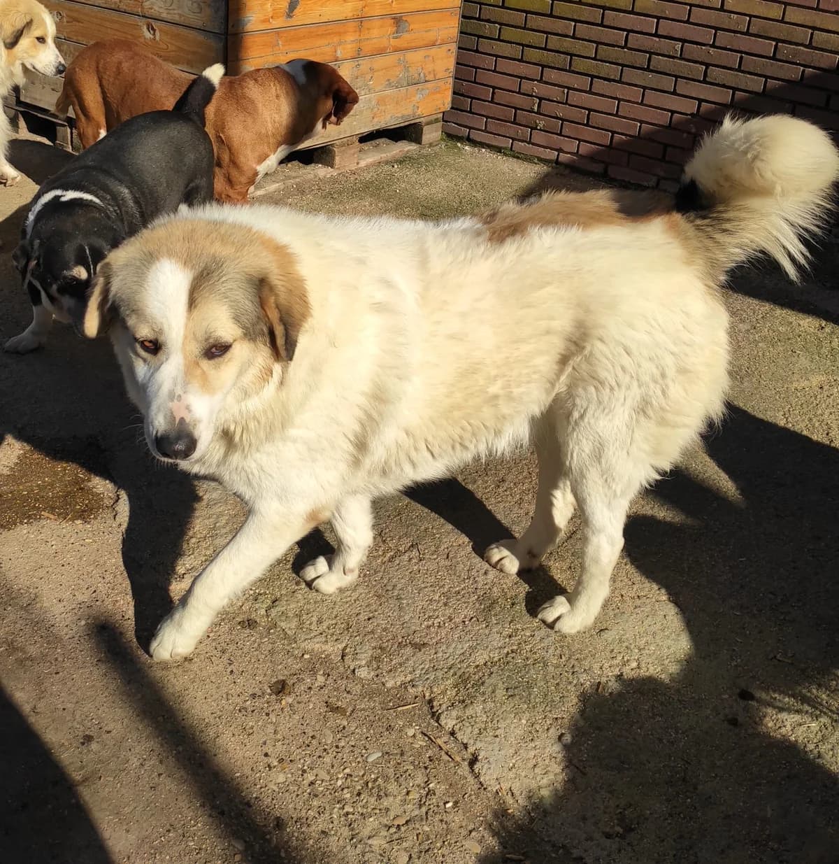 Liza, female German Shepherd for adoption at Paradies für Tiere e.V. — photo 3 of 10