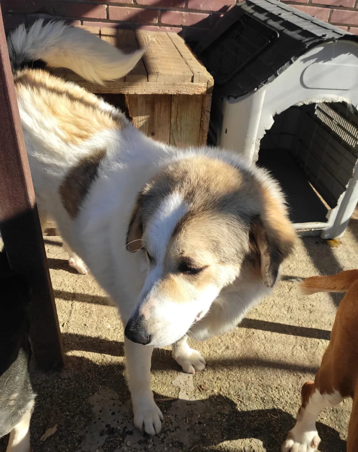 Liza, female German Shepherd for adoption at Paradies für Tiere e.V. — photo 4 of 10