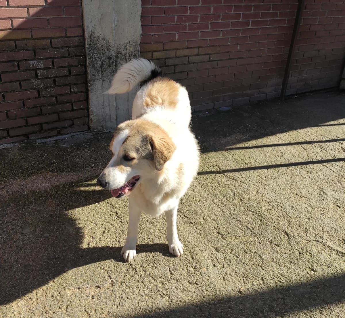 Liza, female German Shepherd for adoption at Paradies für Tiere e.V. — photo 5 of 10