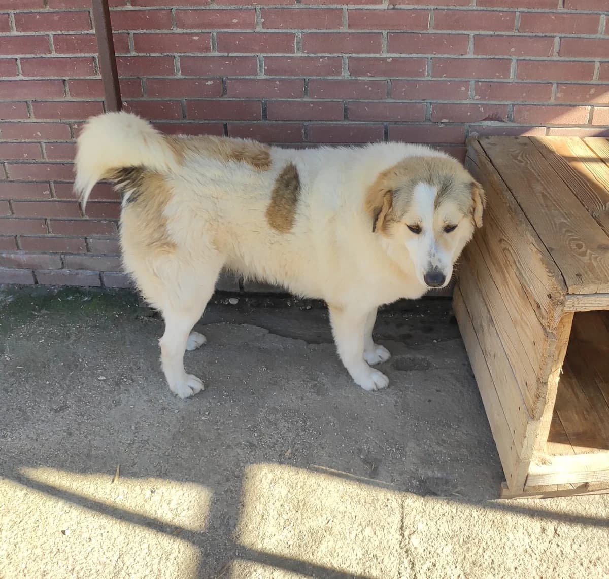 Liza, female German Shepherd for adoption at Paradies für Tiere e.V. — photo 7 of 10