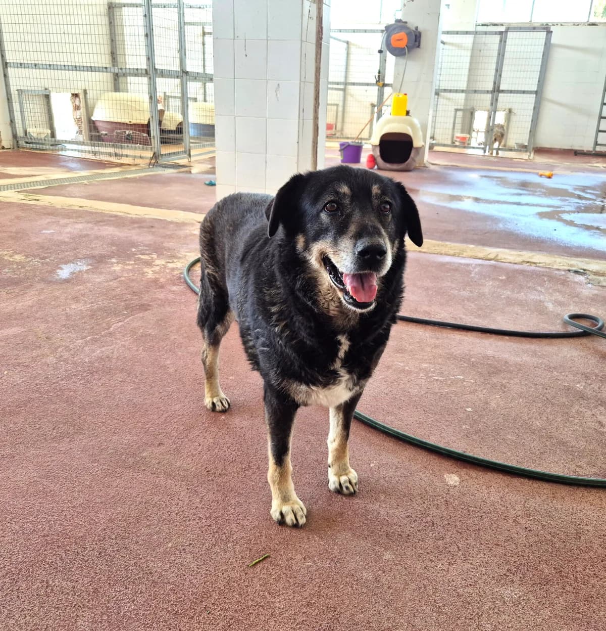 Liza, female senior Mixed Breed for adoption at Paradies für Tiere e.V., Reutlingen