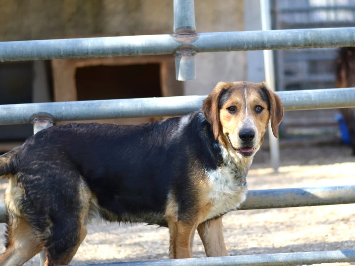Lupo, male puppy Mixed Breed for adoption at Paradies für Tiere e.V., Reutlingen