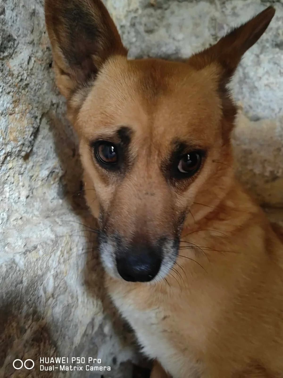 Mammer, female young Mixed Breed for adoption at Paradies für Tiere e.V., Reutlingen