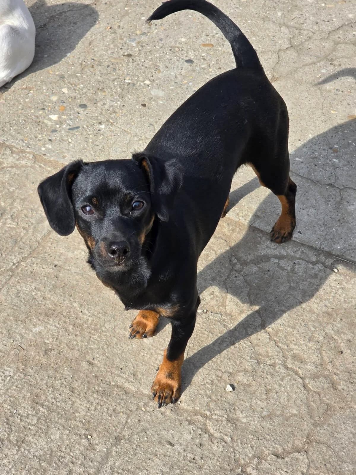 Manò, male puppy Mixed Breed for adoption at Paradies für Tiere e.V., Reutlingen