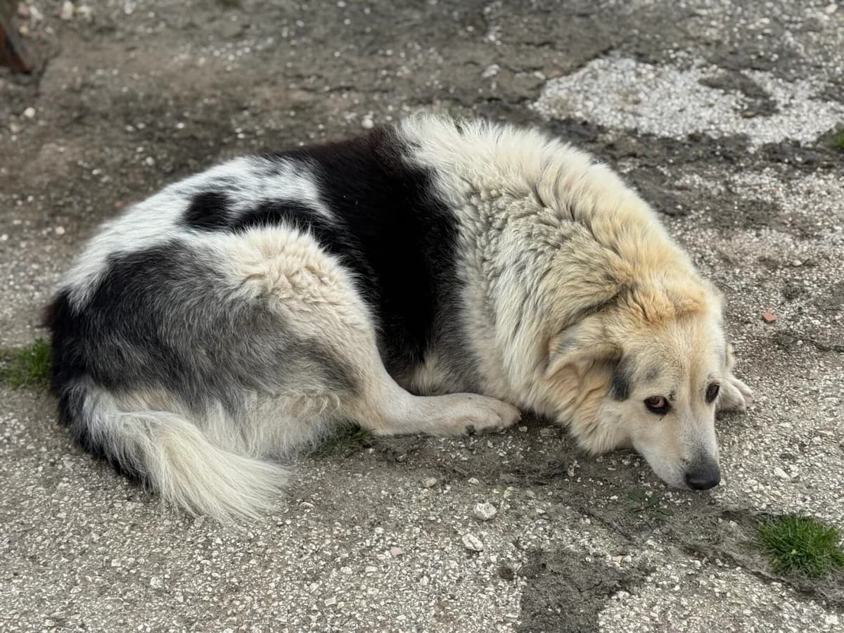 Max, male puppy Mixed Breed for adoption at Paradies für Tiere e.V., Reutlingen