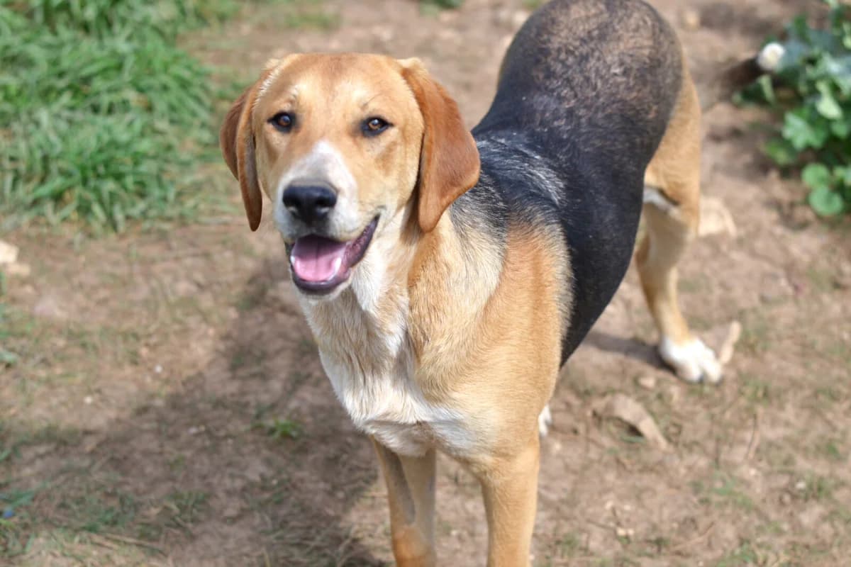 Maya, female puppy Mixed Breed for adoption at Paradies für Tiere e.V., Reutlingen