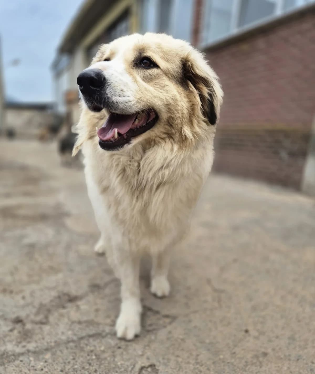 Mona, female German Shepherd for adoption at Paradies für Tiere e.V. — photo 2 of 13