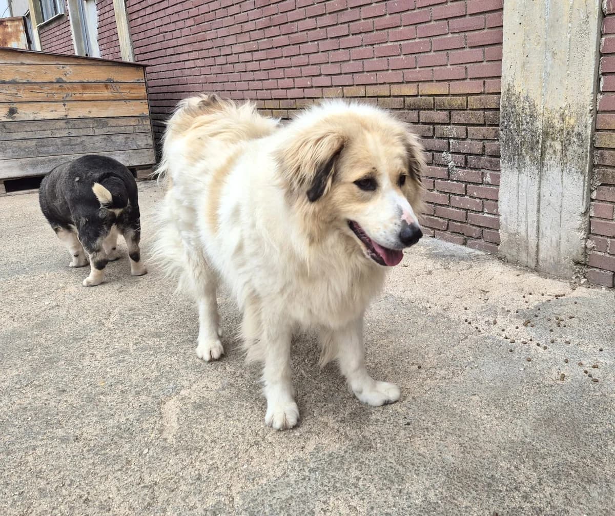 Mona, female German Shepherd for adoption at Paradies für Tiere e.V. — photo 3 of 13