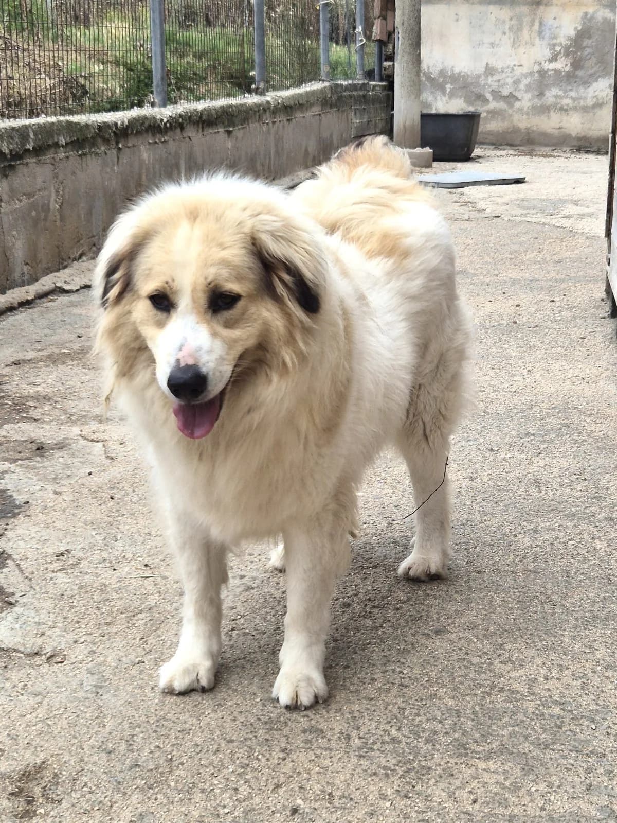 Mona, female German Shepherd for adoption at Paradies für Tiere e.V. — photo 4 of 13