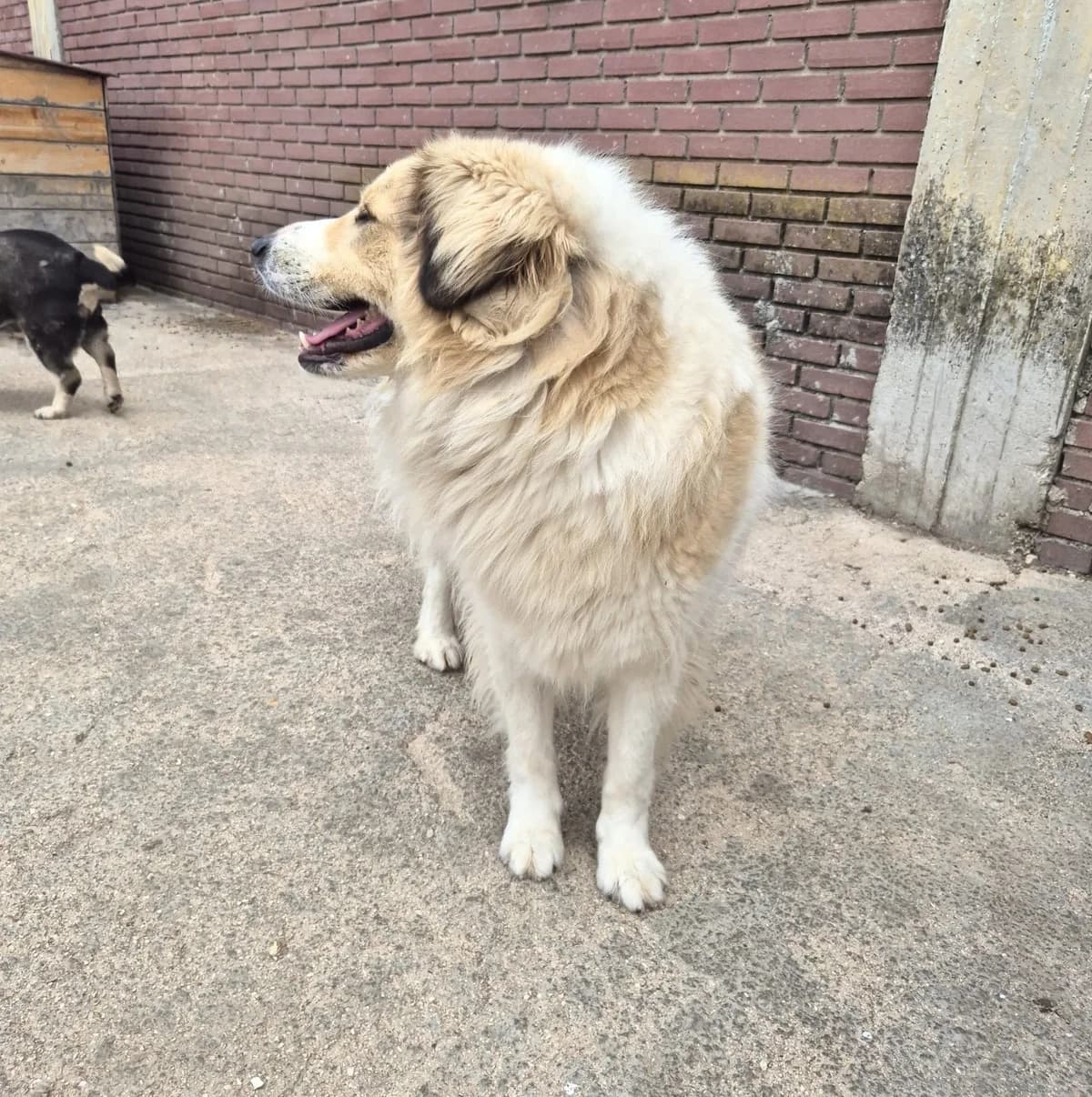 Mona, female German Shepherd for adoption at Paradies für Tiere e.V. — photo 5 of 13