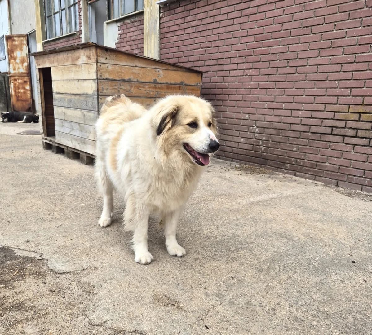 Mona, female German Shepherd for adoption at Paradies für Tiere e.V. — photo 6 of 13