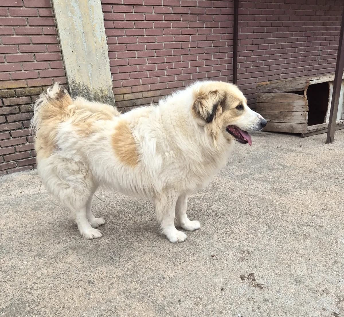Mona, female German Shepherd for adoption at Paradies für Tiere e.V. — photo 7 of 13