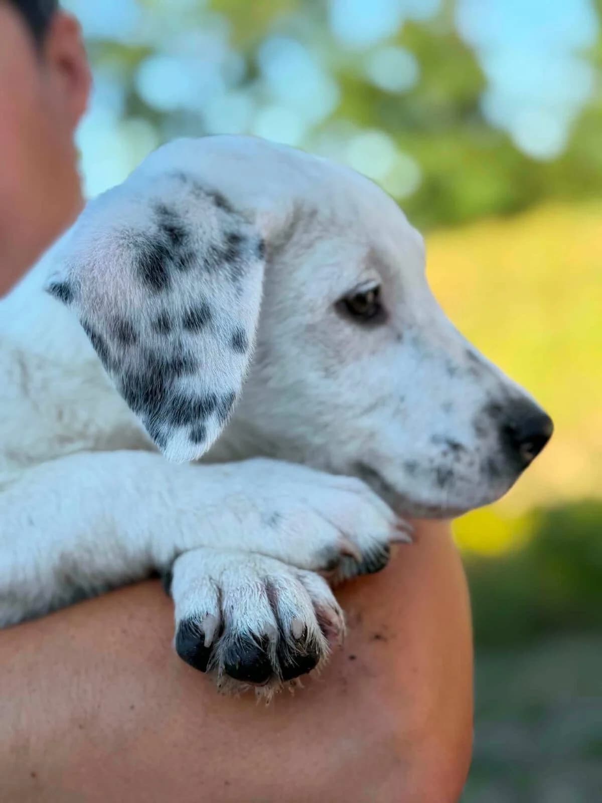 Morgen, weiß male puppy Mixed Breed for adoption at Paradies für Tiere e.V., Reutlingen