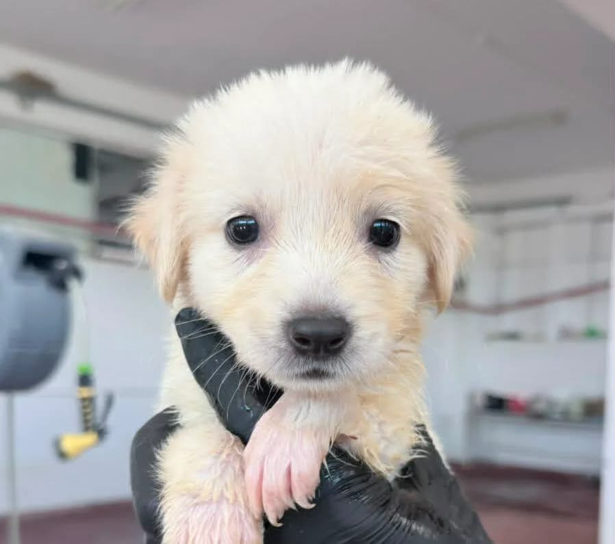 Nala, female puppy Mixed Breed for adoption at Paradies für Tiere e.V., Reutlingen