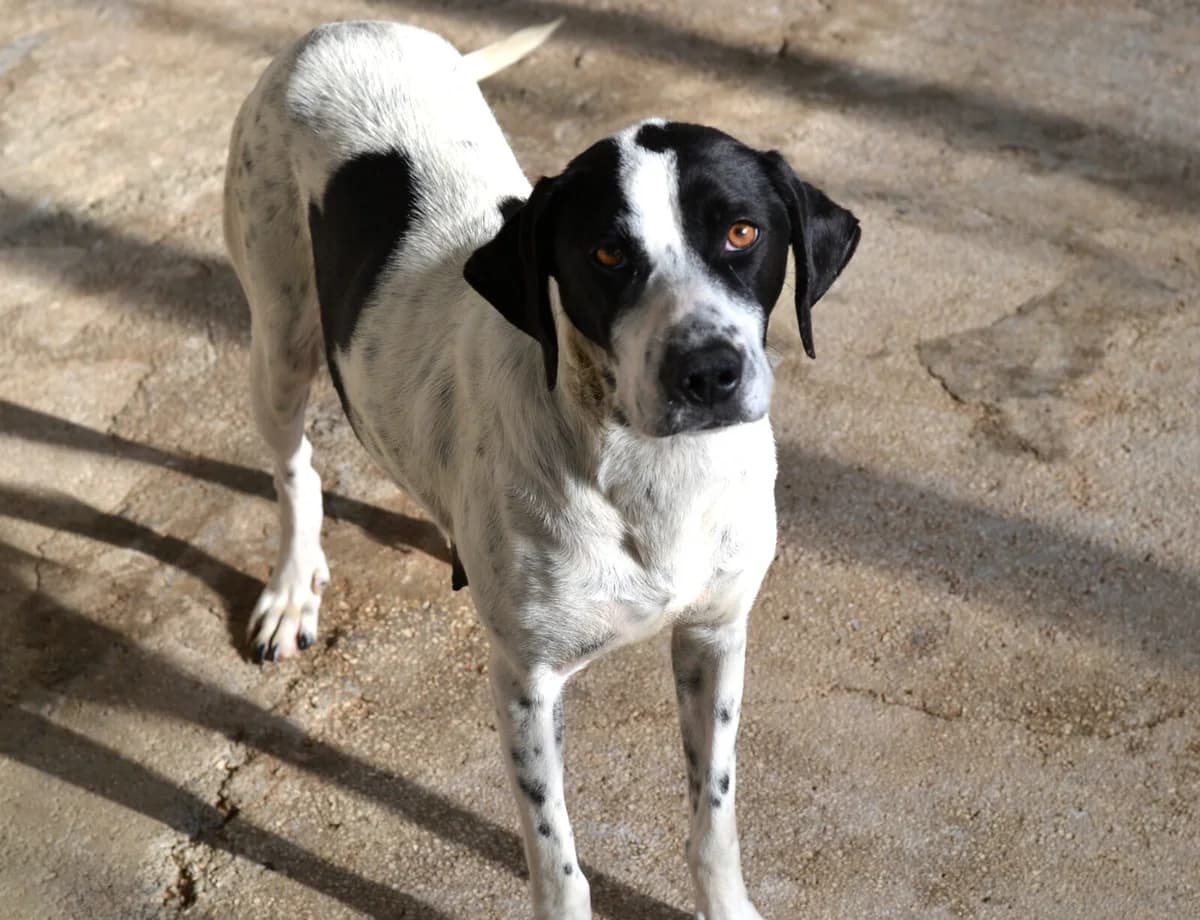 Nea, female 5yo Mixed Breed for adoption at Paradies für Tiere e.V., Reutlingen