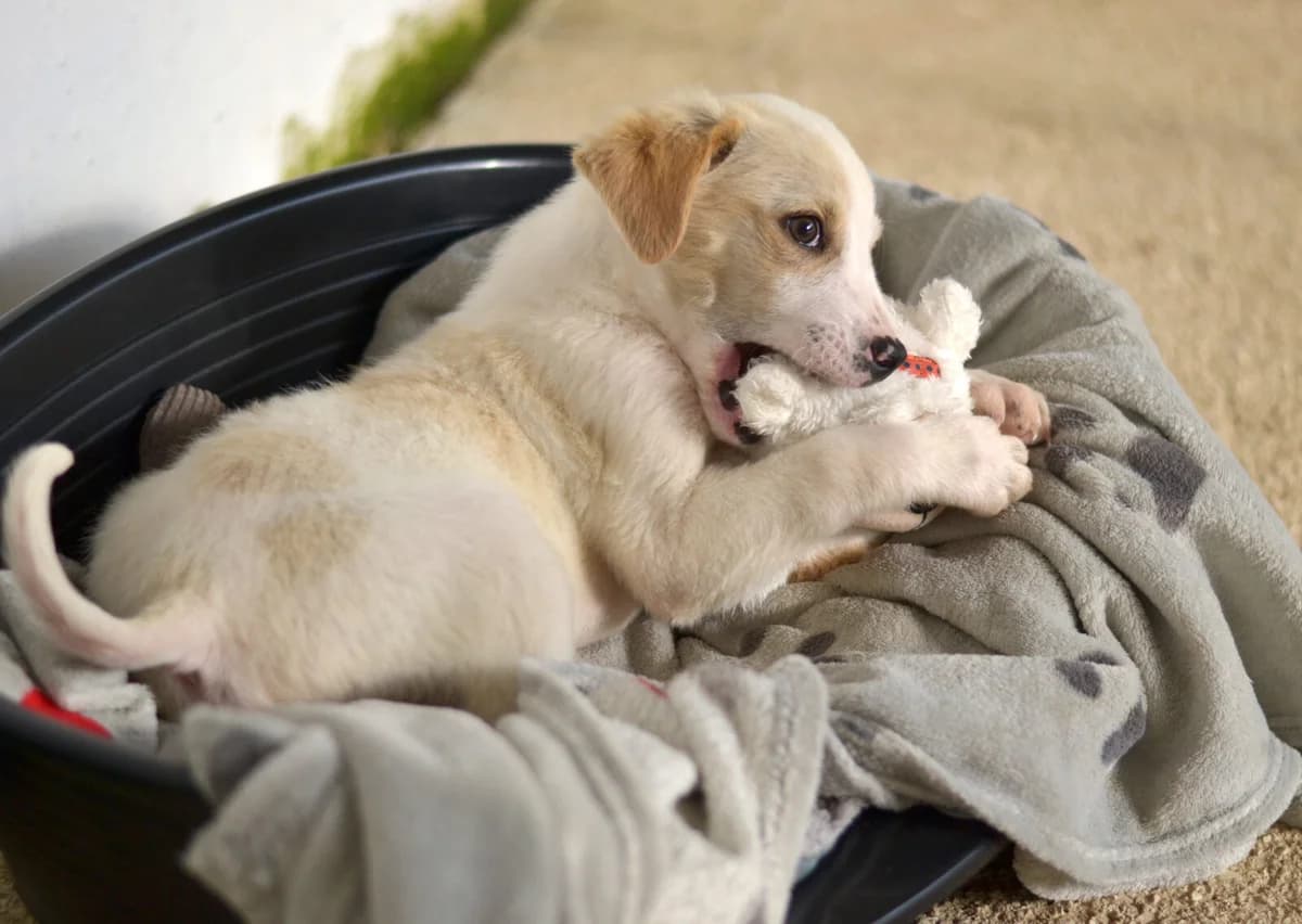 Nima, male Mixed Breed for adoption at Paradies für Tiere e.V.