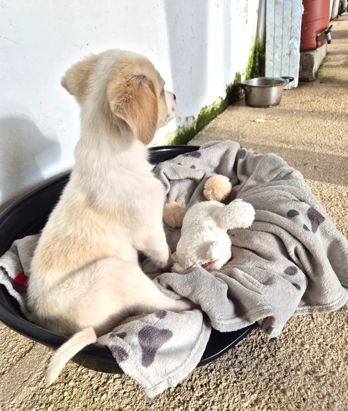 Nima, male Mixed Breed for adoption at Paradies für Tiere e.V. — photo 3 of 18