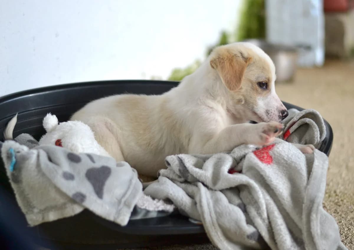 Nima, male Mixed Breed for adoption at Paradies für Tiere e.V. — photo 4 of 18