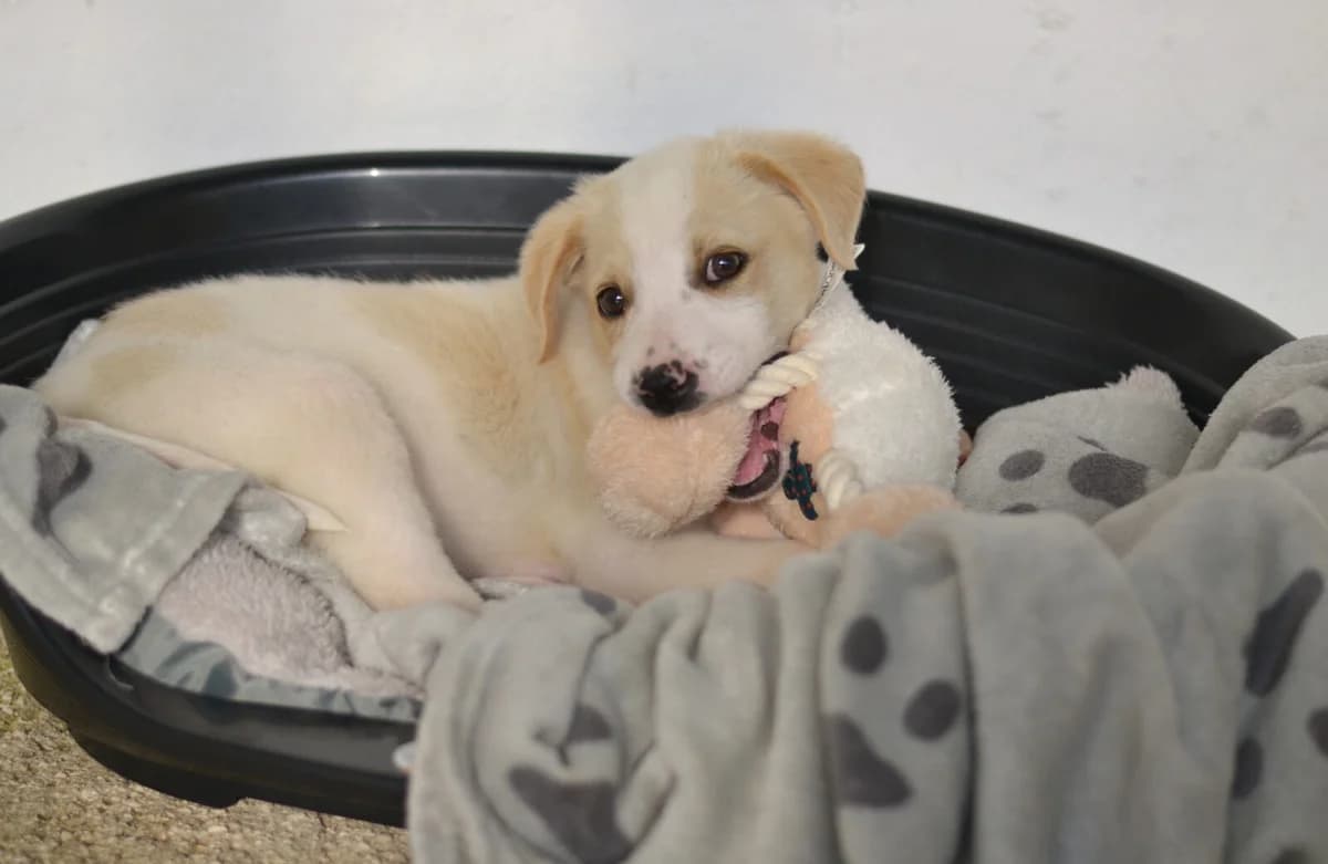 Nima, male Mixed Breed for adoption at Paradies für Tiere e.V. — photo 5 of 18