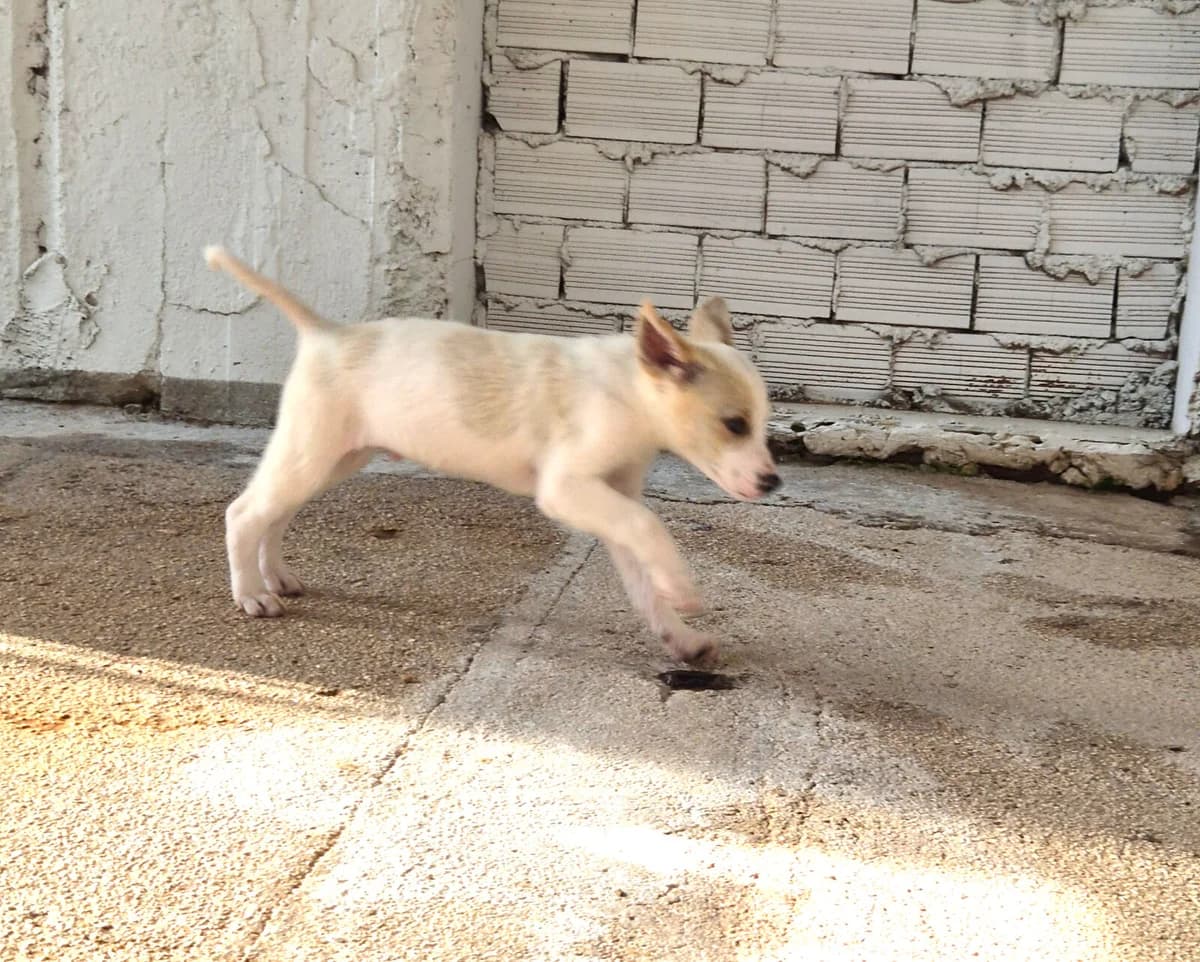 Nima, male Mixed Breed for adoption at Paradies für Tiere e.V. — photo 6 of 18