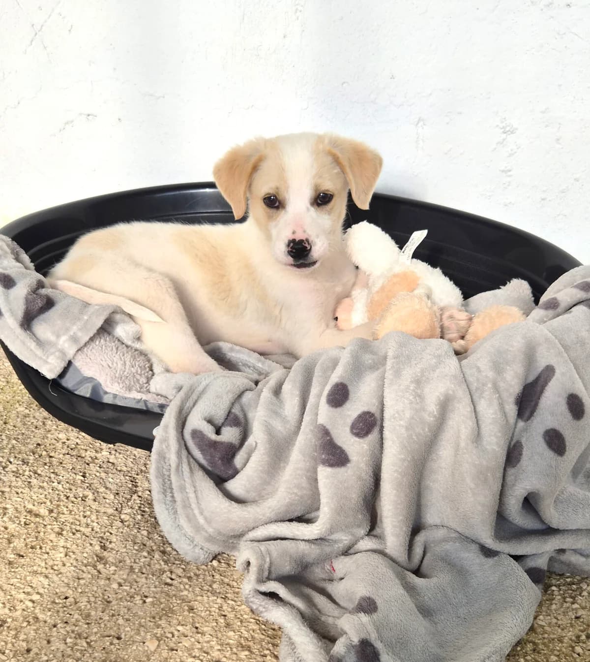 Nima, male Mixed Breed for adoption at Paradies für Tiere e.V. — photo 7 of 18