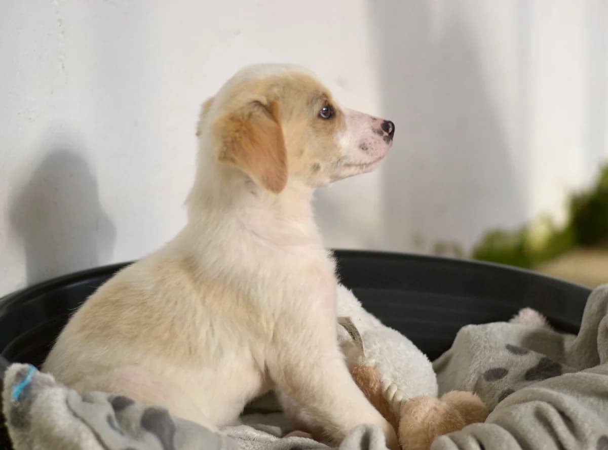 Nima, male Mixed Breed for adoption at Paradies für Tiere e.V. — photo 8 of 18