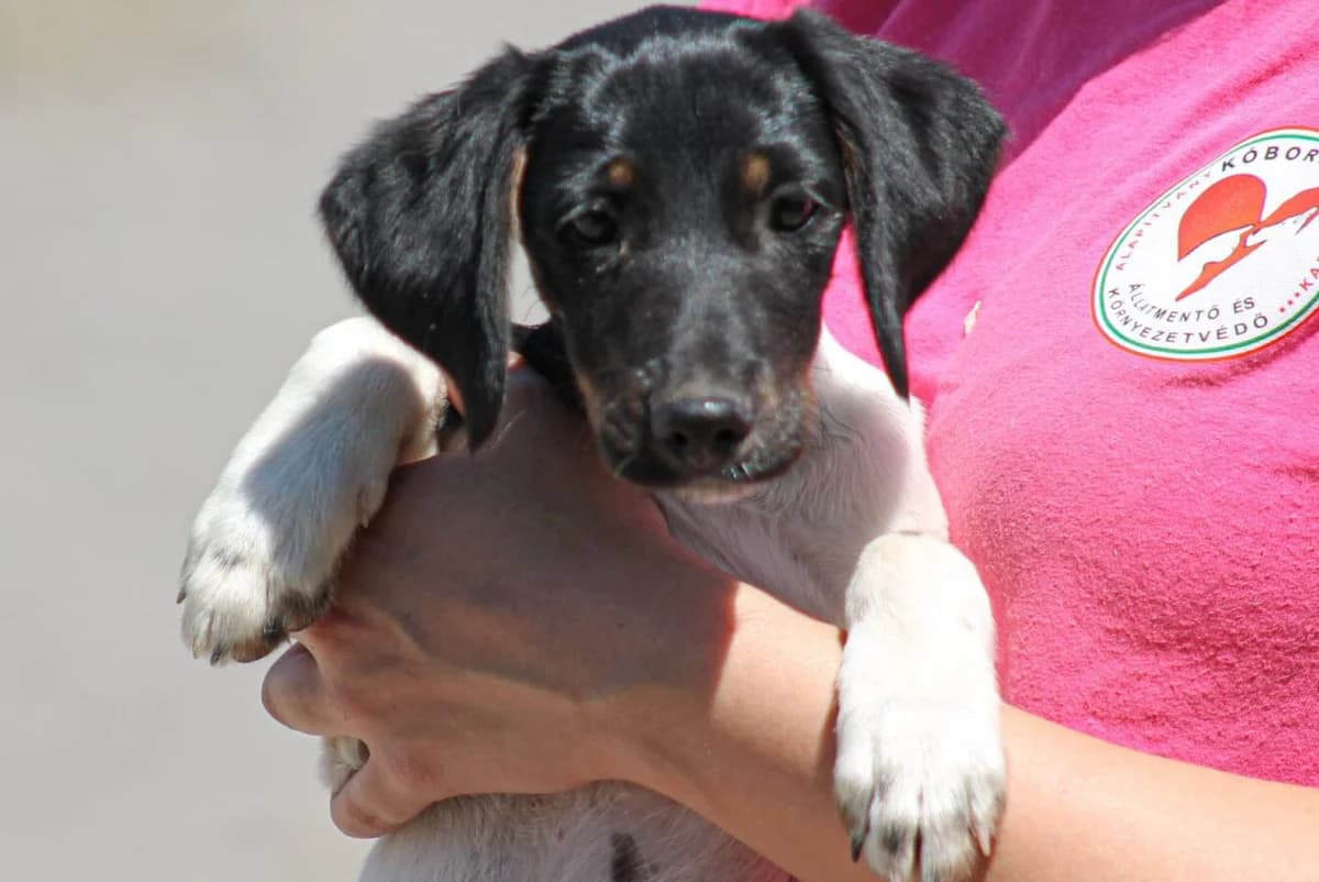 Peti, weiß male puppy Mixed Breed for adoption at Paradies für Tiere e.V., Reutlingen