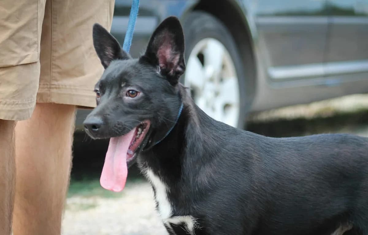 Purci, male puppy Mixed Breed for adoption at Paradies für Tiere e.V., Reutlingen