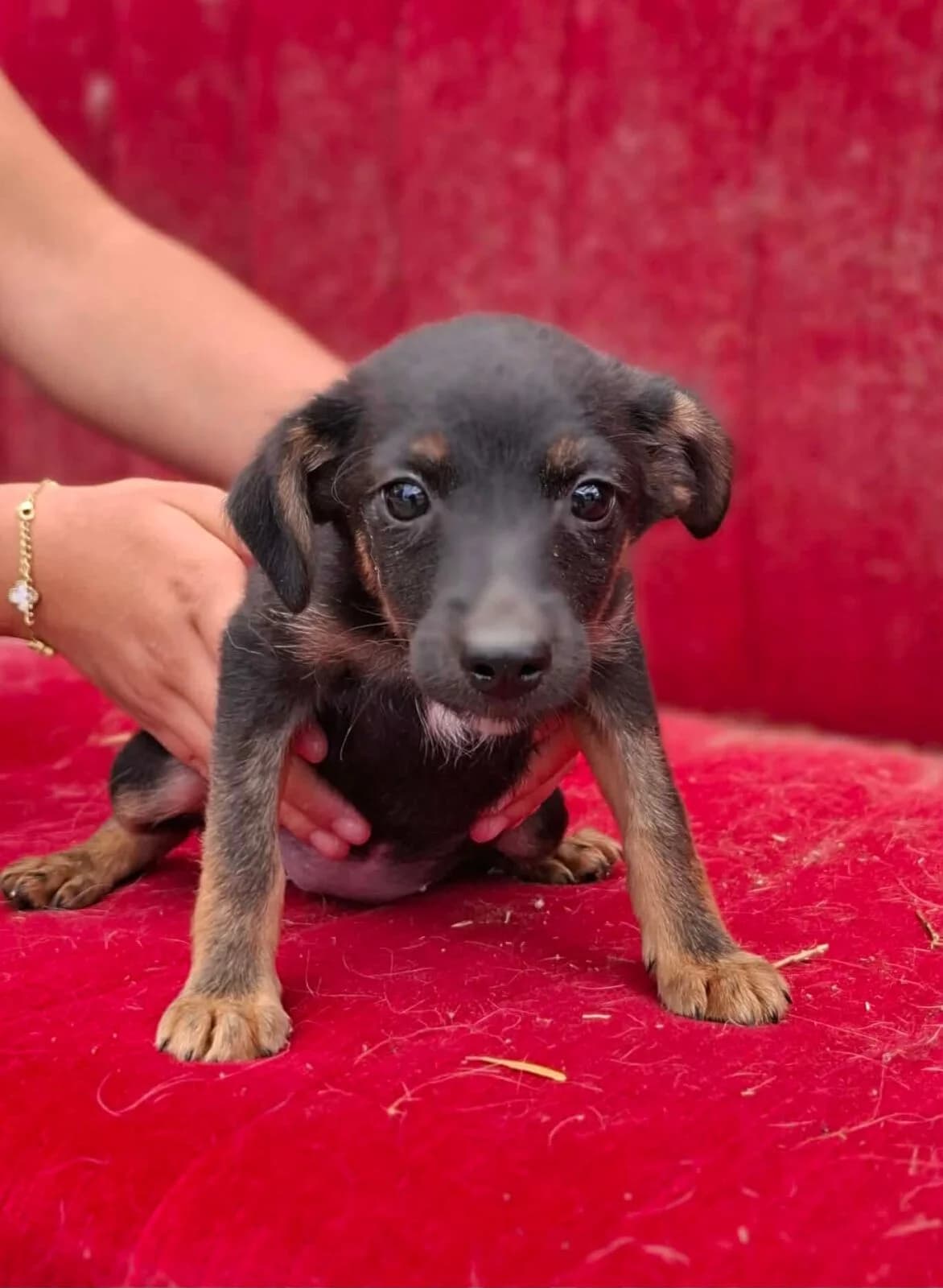 Ribi, female Mixed Breed for adoption at Paradies für Tiere e.V., Reutlingen