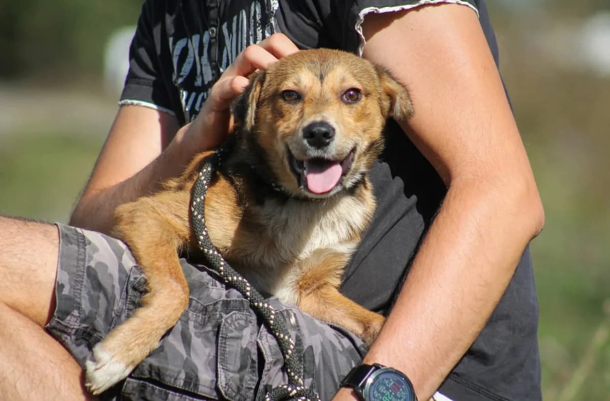 Ricky, male 3yo Mixed Breed for adoption at Paradies für Tiere e.V., Reutlingen