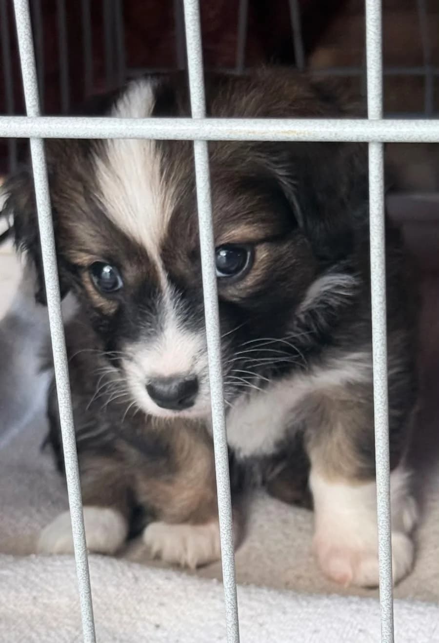 Sally, female puppy mixed breed for adoption at Paradies für Tiere e.V., Reutlingen