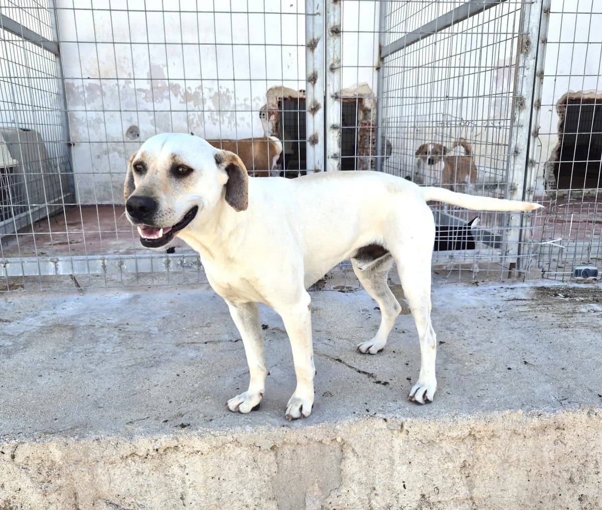 Sintos, male 4yo Mixed Breed for adoption at Paradies für Tiere e.V., Reutlingen