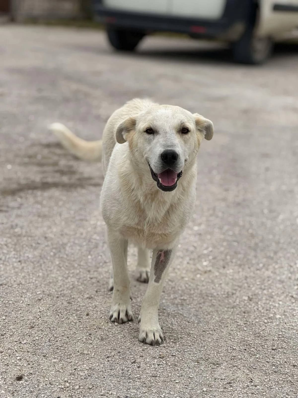 Sky, female Mixed Breed for adoption at Paradies für Tiere e.V.