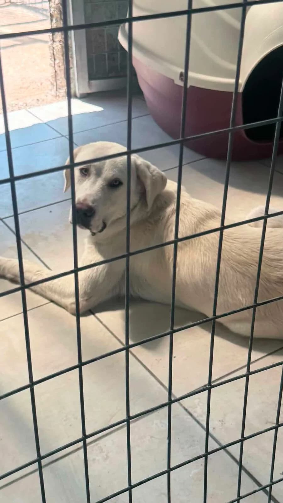 Snow, male Mixed Breed for adoption at Paradies für Tiere e.V., Reutlingen