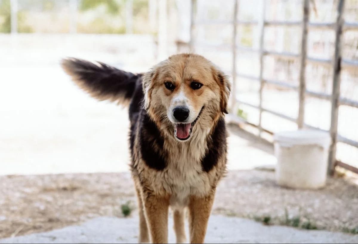 Stella, female Mixed Breed for adoption at Paradies für Tiere e.V.
