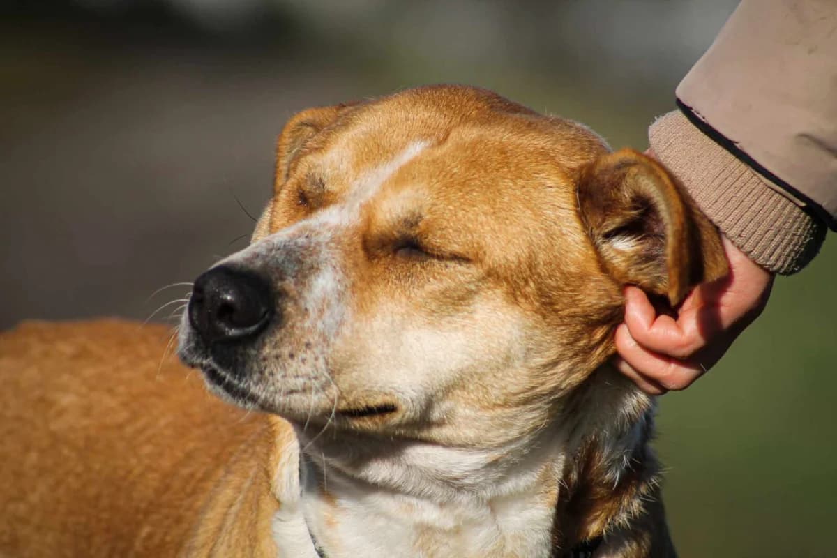 Thalia, female Mixed Breed for adoption at Paradies für Tiere e.V.