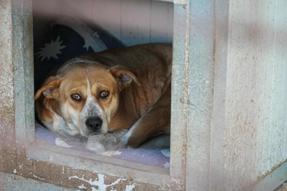 Thalia, female Mixed Breed for adoption at Paradies für Tiere e.V. — photo 2 of 8