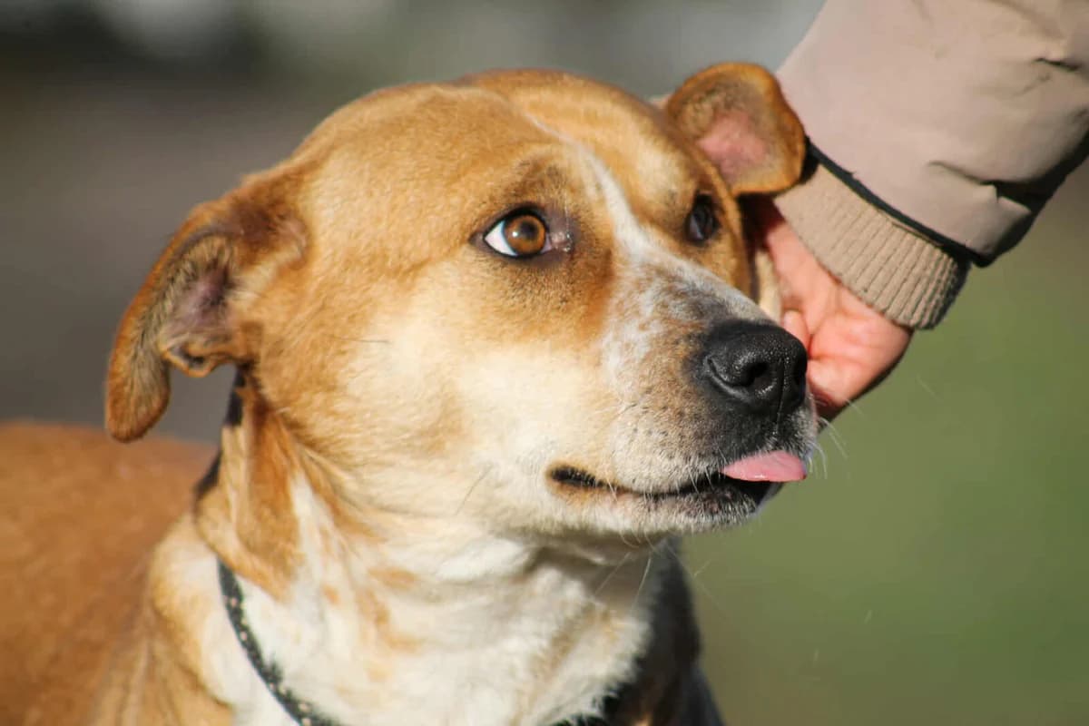 Thalia, female Mixed Breed for adoption at Paradies für Tiere e.V. — photo 3 of 8