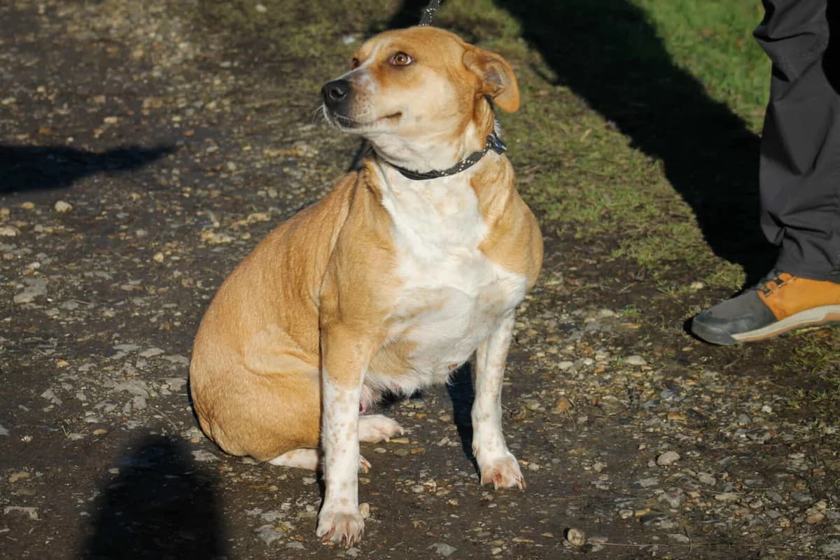 Thalia, female Mixed Breed for adoption at Paradies für Tiere e.V. — photo 4 of 8