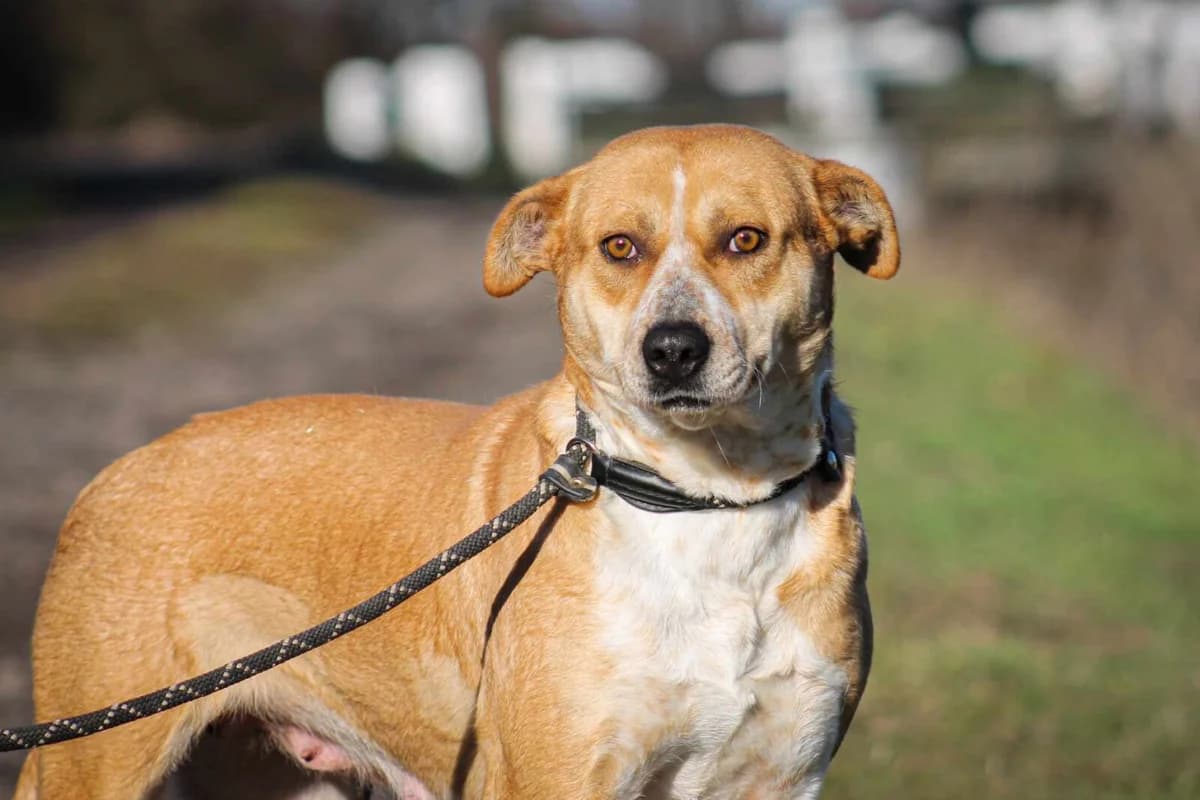 Thalia, female Mixed Breed for adoption at Paradies für Tiere e.V. — photo 5 of 8