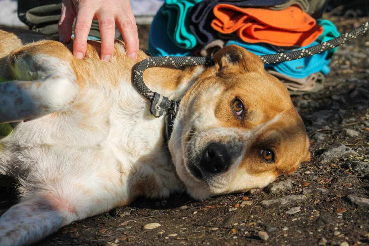 Thalia, female Mixed Breed for adoption at Paradies für Tiere e.V. — photo 6 of 8