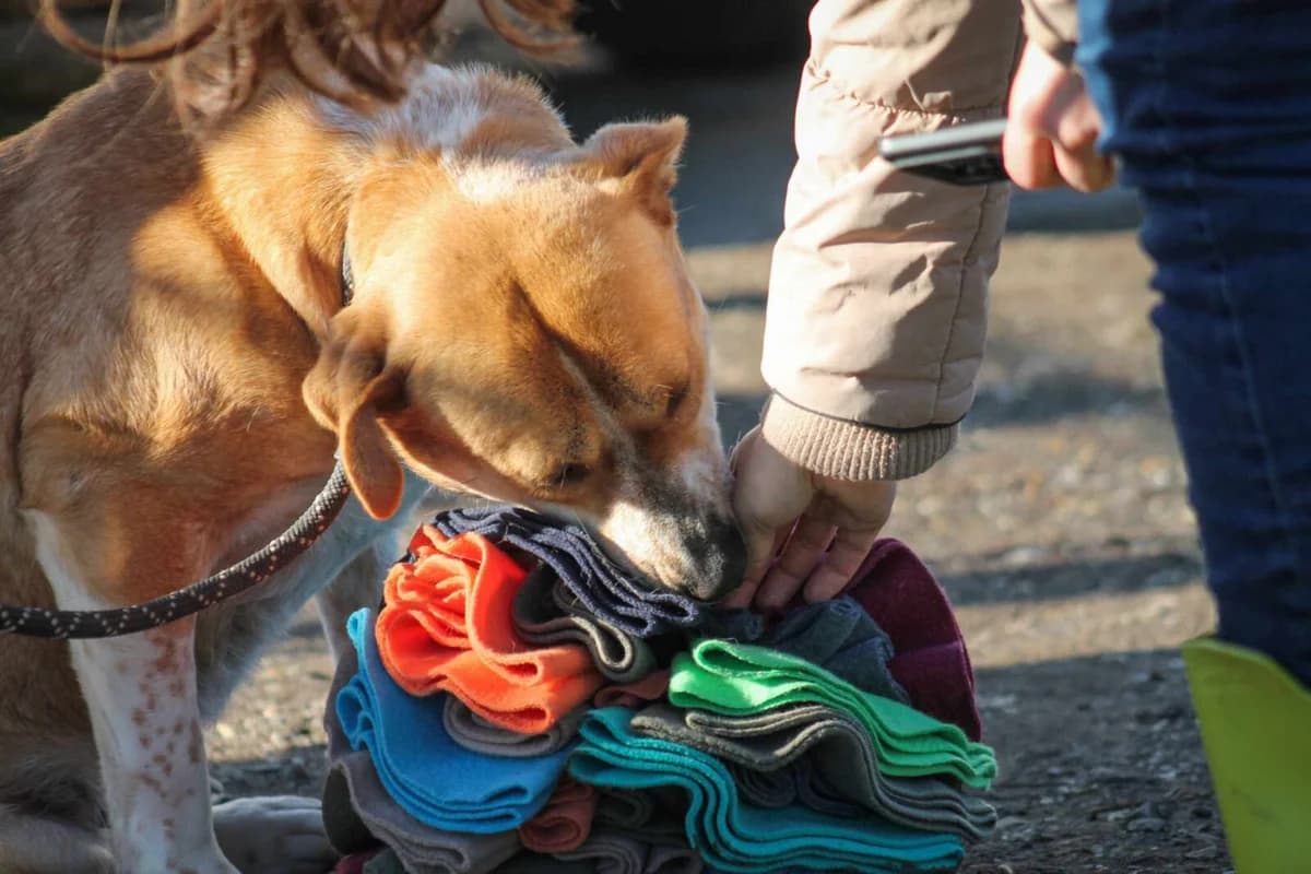 Thalia, female Mixed Breed for adoption at Paradies für Tiere e.V. — photo 7 of 8