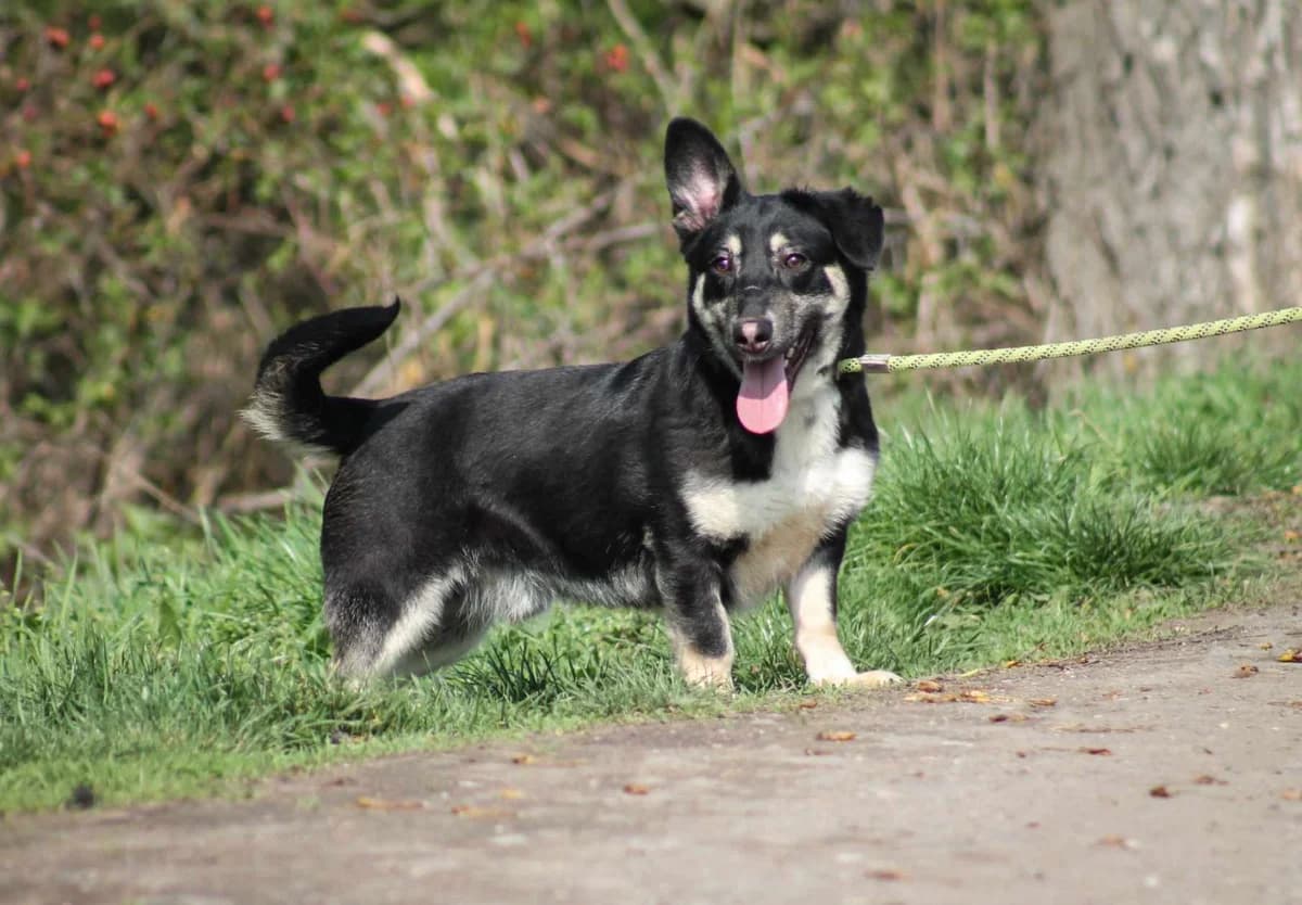 Tico, male puppy Mixed Breed for adoption at Paradies für Tiere e.V., Reutlingen
