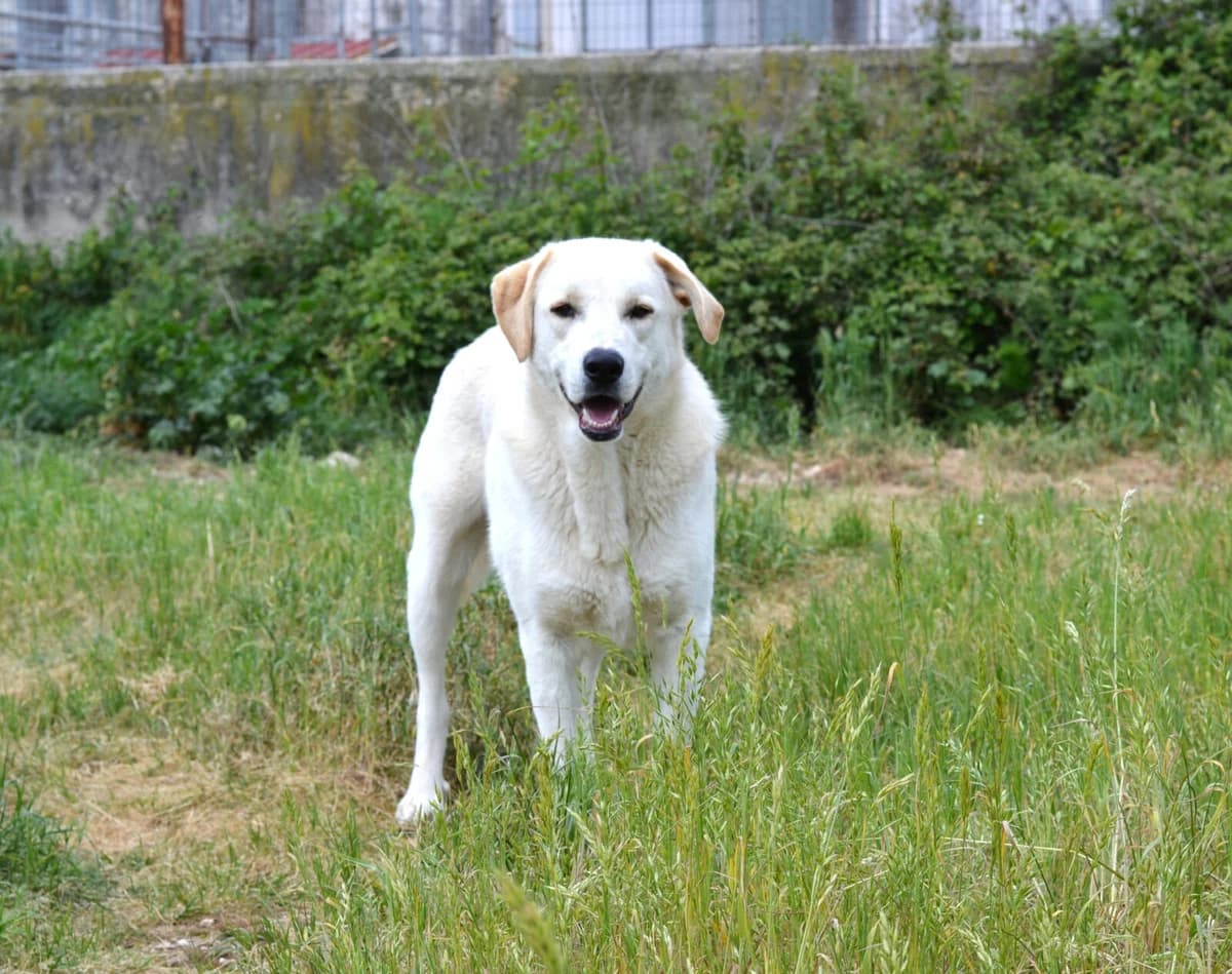 Whity, male young Mixed Breed for adoption at Paradies für Tiere e.V., Reutlingen