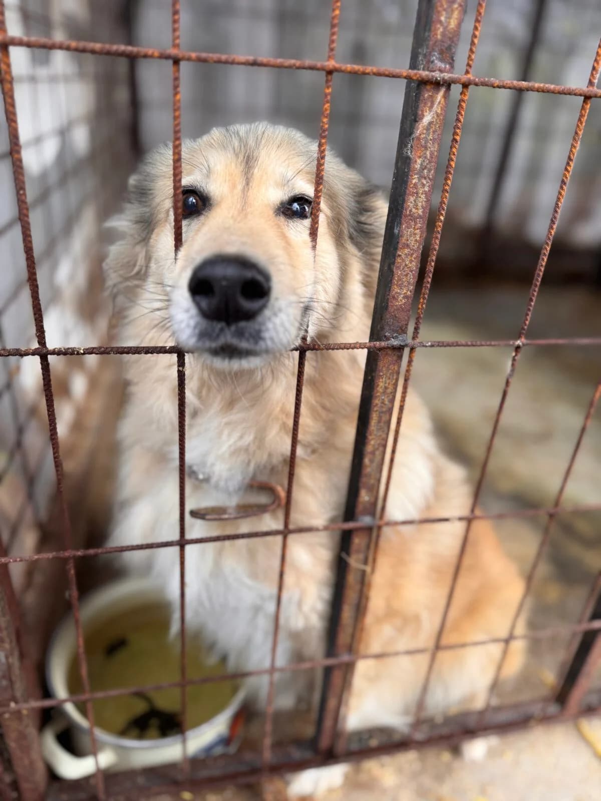 Yummy, female senior Mixed Breed for adoption at Paradies für Tiere e.V., Reutlingen