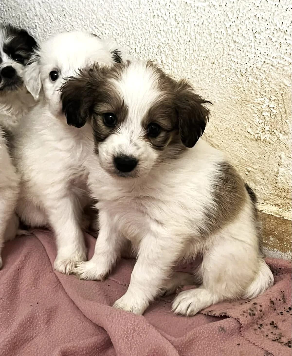 Zoe, female puppy Mixed Breed for adoption at Paradies für Tiere e.V., Reutlingen